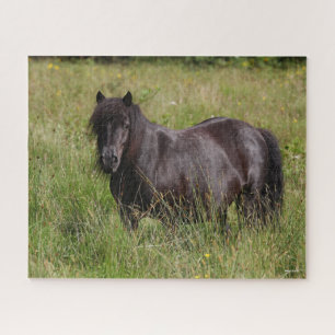 Schwarzer Shetland-Hengst Stehend im Gras