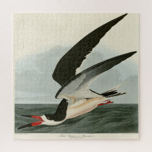 Schwarzer Skimmer, Schwarzwasser Audubon Vögel in 