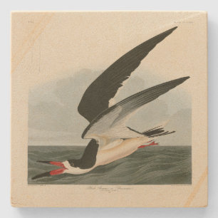 Schwarzer Skimmer, Schwarzwasser Audubon Vögel in Steinuntersetzer