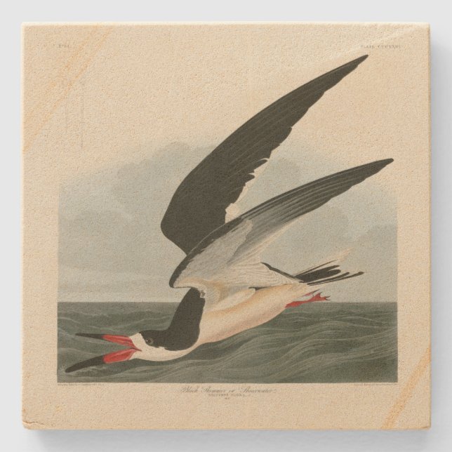 Schwarzer Skimmer, Schwarzwasser Audubon Vögel in  Steinuntersetzer (Vorderseite)