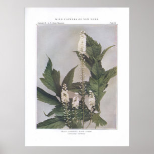 Schwarzer Snakerot; schwarzer Cohosh Poster