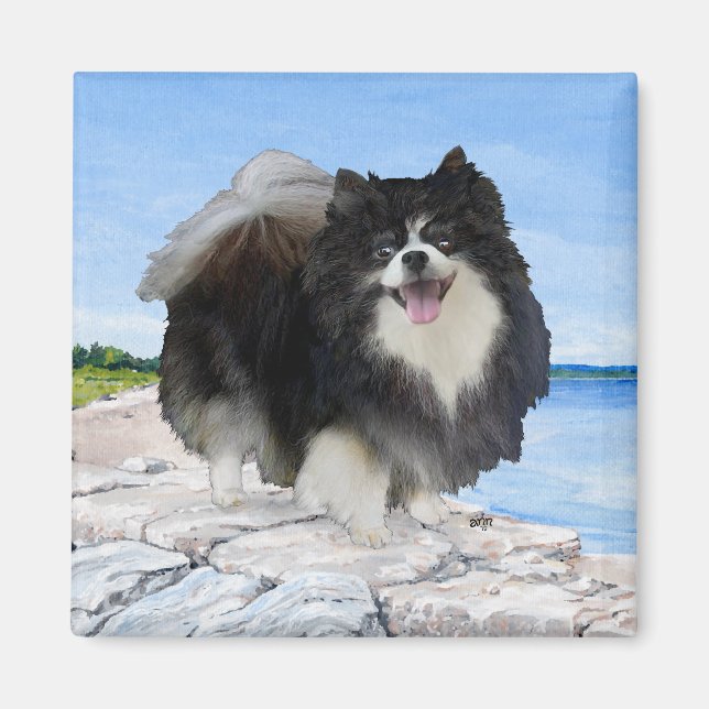 Schwarzer Spitz an der Küste Magnet (Vorne)