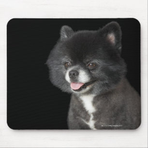 Schwarzer Spitz, der zu dem links schaut Mousepad