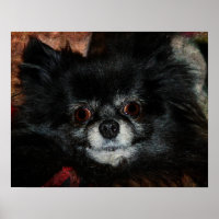 Schwarzer Spitz