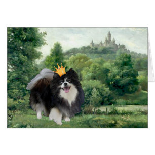 Schwarzer Spitz Prinz