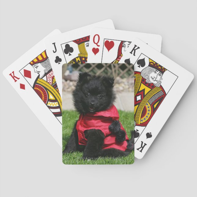 Schwarzer Spitz Welpe mit Kamera Spielkarten (Rückseite)
