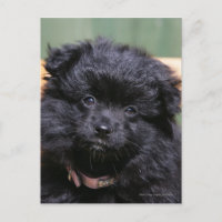 Schwarzer Spitz-Welpe