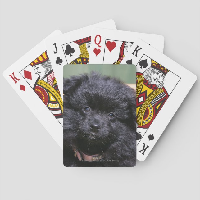 Schwarzer Spitz-Welpe Spielkarten (Rückseite)