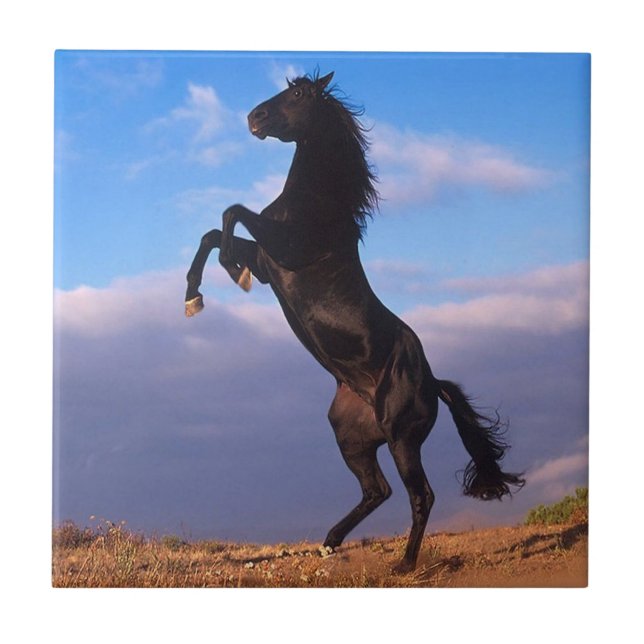 Schwarzer Stallion Fliese (Vorderseite)