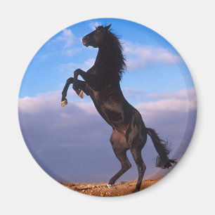 Schwarzer Stallion Magnet