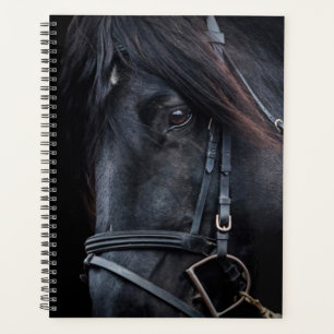 Schwarzer Stallion Planer