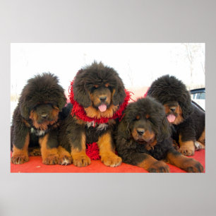 Schwarzer tibetanischer Mastiff Poster