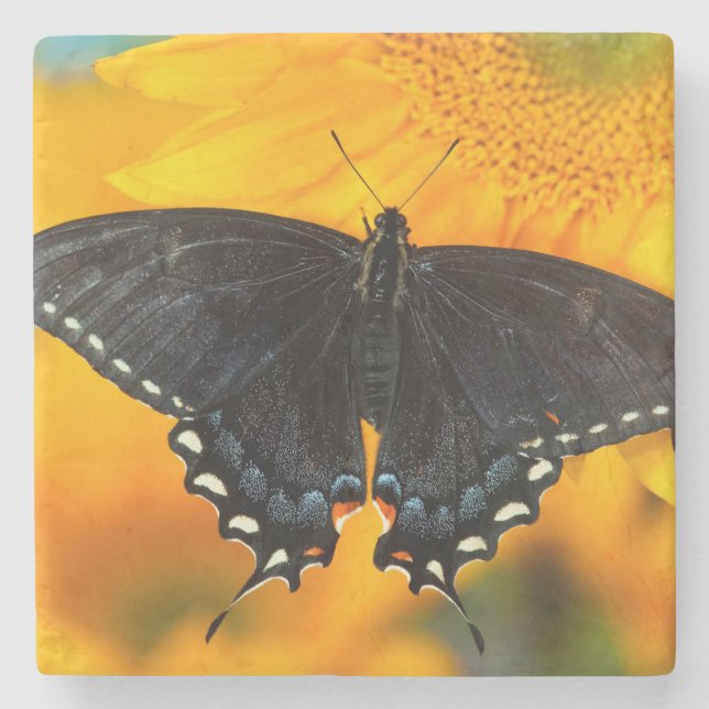 Schwarzer Tiger Steinuntersetzer (Vorderseite)