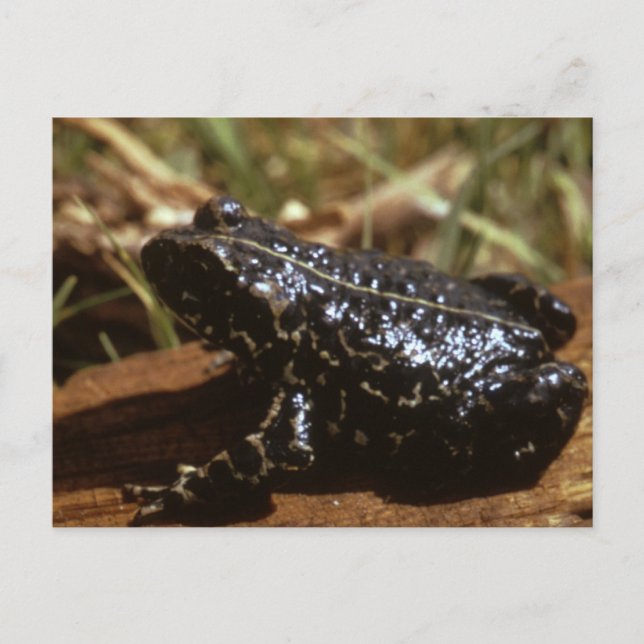Schwarzer Toad Postkarte (Vorderseite)