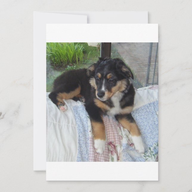 Schwarzer Tri-Welpe (Vorderseite)