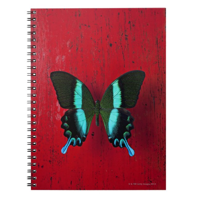 Schwarzer u. blauer Schmetterling Notizblock (Vorderseite)