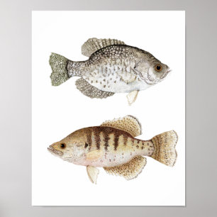 Schwarzer u. weißer Crappie-Kunst-Plakat Poster