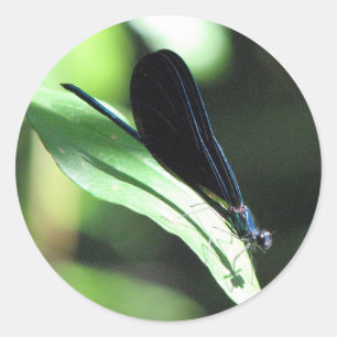 Schwarzer und blauer Damselfly-Aufkleber Runder Aufkleber