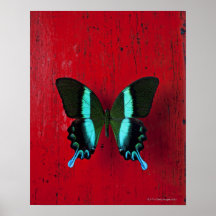 Schwarzer und blauer Schmetterling an der roten Wa