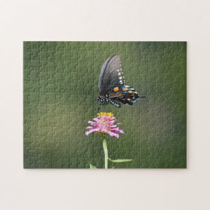 Schwarzer und blauer Schmetterling auf rosa Blume 