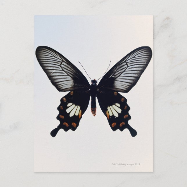 Schwarzer und brauner Schmetterling Postkarte (Vorderseite)