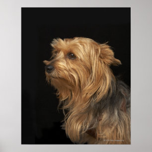 Schwarzer und brauner Yorkie verließ Profil auf Poster