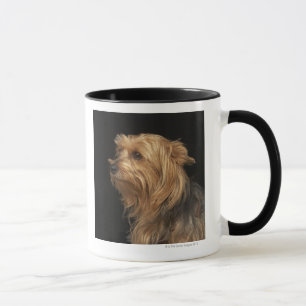 Schwarzer und brauner Yorkie verließ Profil auf Tasse