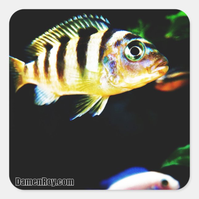 Schwarzer und gelber afrikanischer Kichlid Quadratischer Aufkleber (Vorderseite)