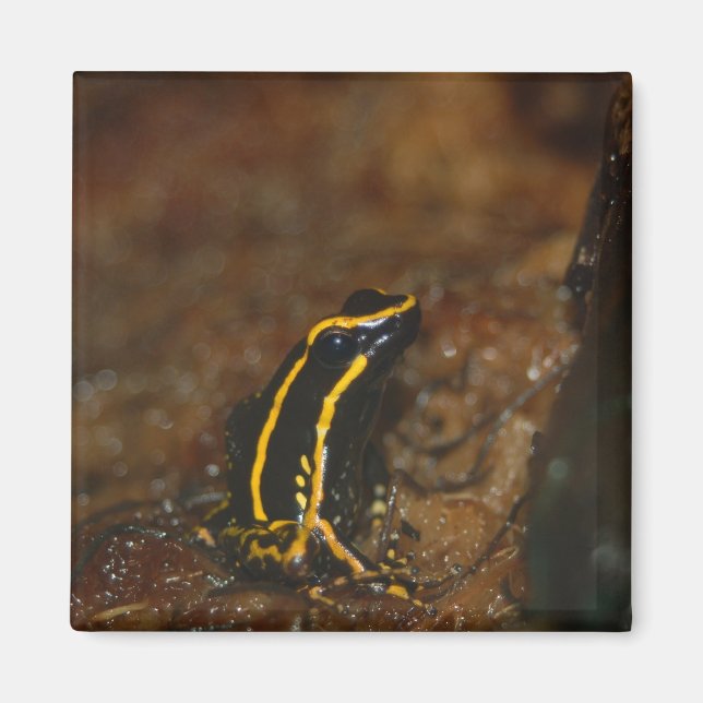 Schwarzer und Gelber Frosch Magnet (Vorne)