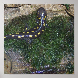 Schwarzer und gelber gepunkteter Salamander Poster