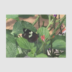 Schwarzer und gelber Schmetterling im Frühjahr Seidenpapier