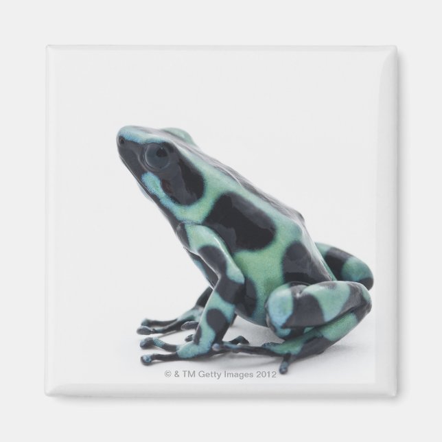 Schwarzer und grüner Gift-Dart-Frosch Magnet (Vorne)