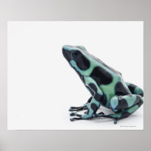 Schwarzer und grüner Gift-Dart-Frosch Poster
