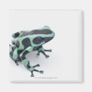 Schwarzer und grüner Giftdarmfrosch (Dendrobaten) Magnet