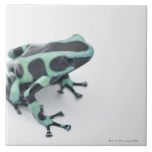 schwarzer und grüner Giftpfeilfrosch (dendrobates Fliese