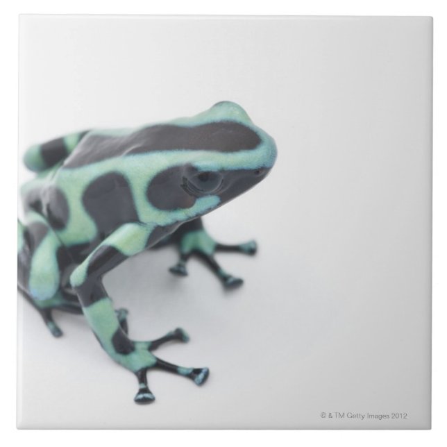 schwarzer und grüner Giftpfeilfrosch (dendrobates Fliese (Vorderseite)