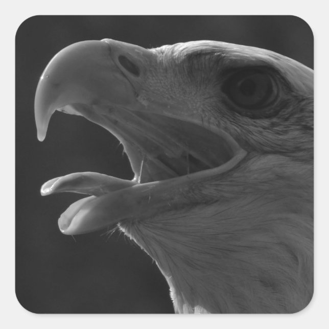 Schwarzer und weißer Adler Quadratischer Aufkleber (Vorderseite)