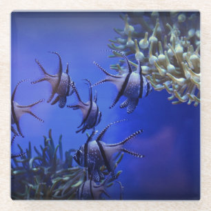 Schwarzer und weißer Angelfisch im tiefen Blauen  Glasuntersetzer