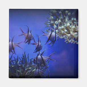 Schwarzer und weißer Angelfisch im tiefen Blauen M Magnet