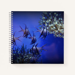 Schwarzer und weißer Angelfisch im tiefen Blauen M Notizbuch