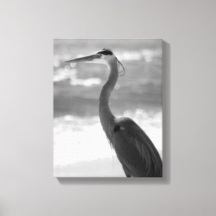 Schwarzer und weißer Heron am Strand 11x14 Leinwanddruck