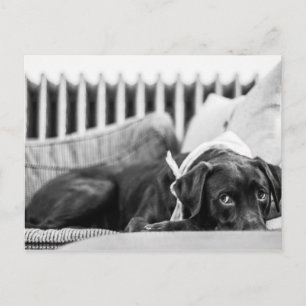 Schwarzer und weißer Hund Lockerer Schokolade Labr Postkarte
