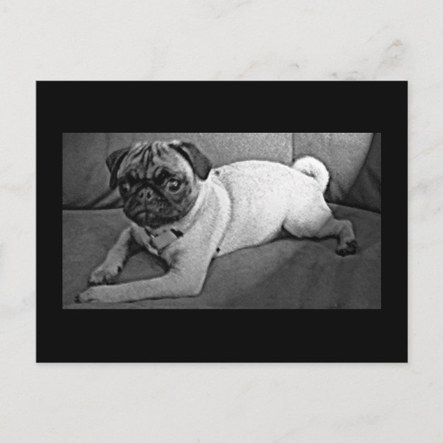 Schwarzer und weißer Mops Postkarte (Vorderseite)