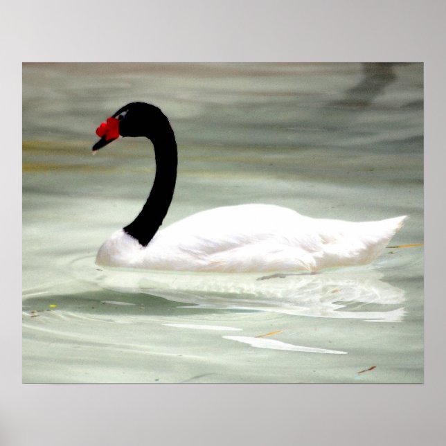 Schwarzer und weißer Schwan, der Liebesvogel Poster (Vorne)