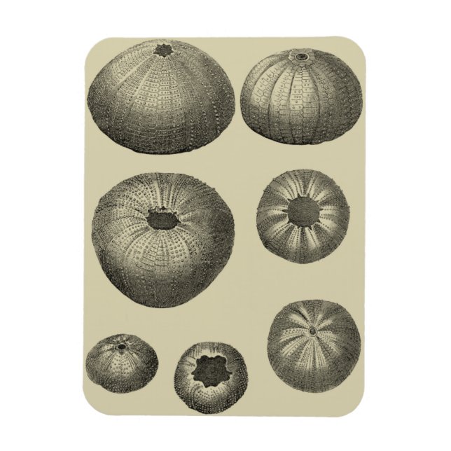 Schwarzer und Weißer Seeteufel Magnet (Vertikal)