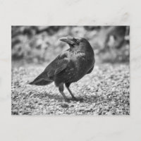 Schwarzer Vogel, Krähe, auf Felsen