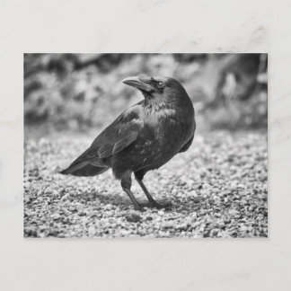 Schwarzer Vogel, Krähe, auf Felsen Postkarte