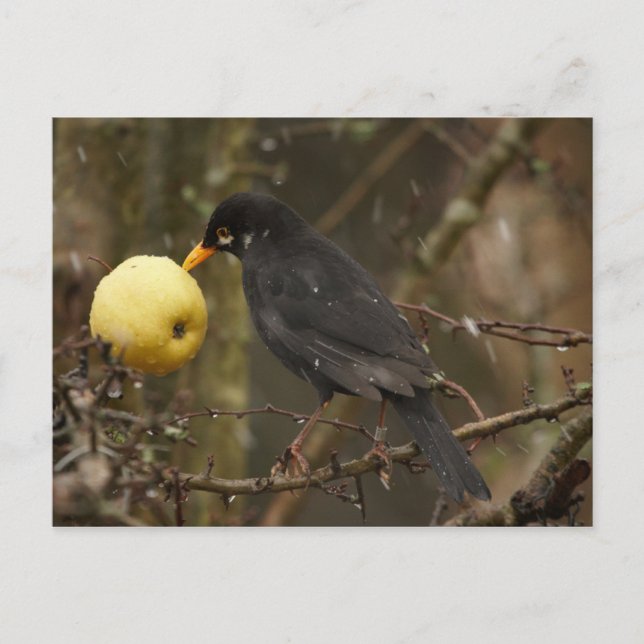 Schwarzer Vogel mit Apfelstrudel Postkarte (Vorderseite)