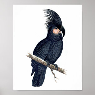 Schwarzer Vogel Repro Druck des Papageien-No.12 Poster