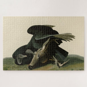 Schwarzer Vulture von Audubons Vögeln in Amerika